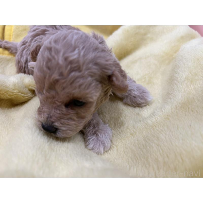 販売中の愛媛県のビションプー:ビションフリーゼ×トイプードル-452540の4枚目