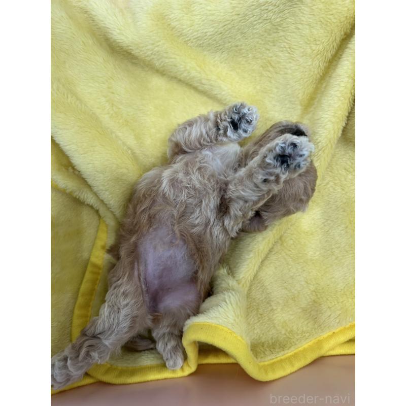 販売中の愛媛県のビションプー:ビションフリーゼ×トイプードル-452540の3枚目