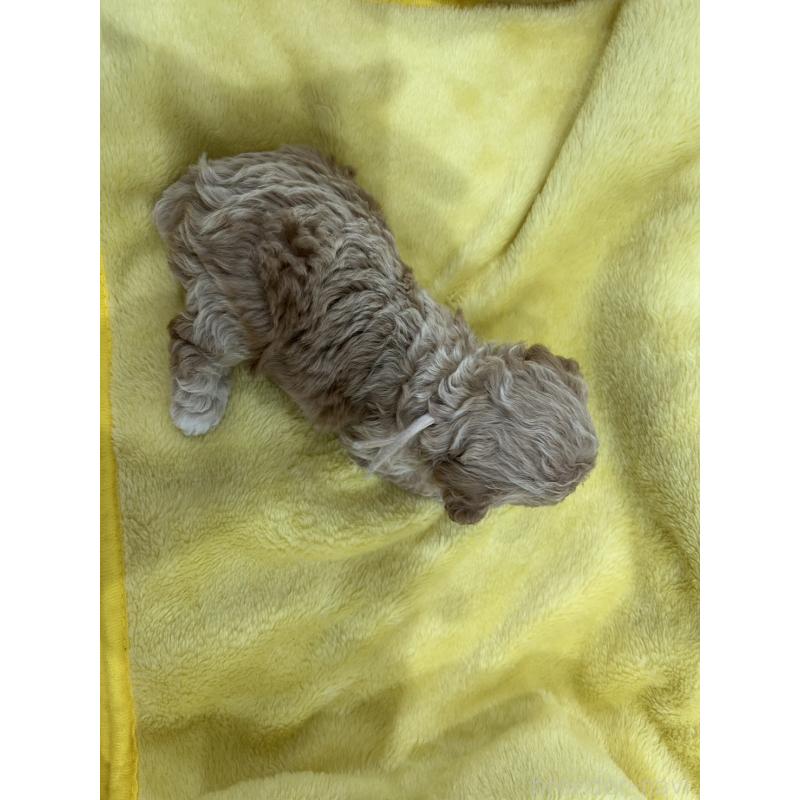 販売中の愛媛県のビションプー:ビションフリーゼ×トイプードル-452540の2枚目