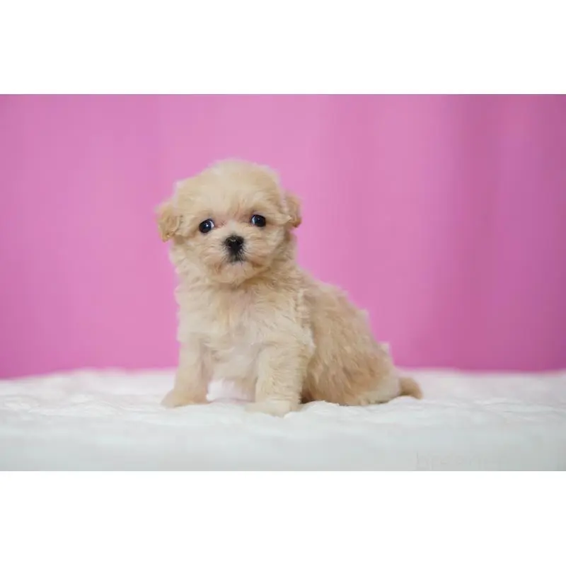 販売中の埼玉県のマルプー:マルチーズ×トイプードル-452541の5枚目