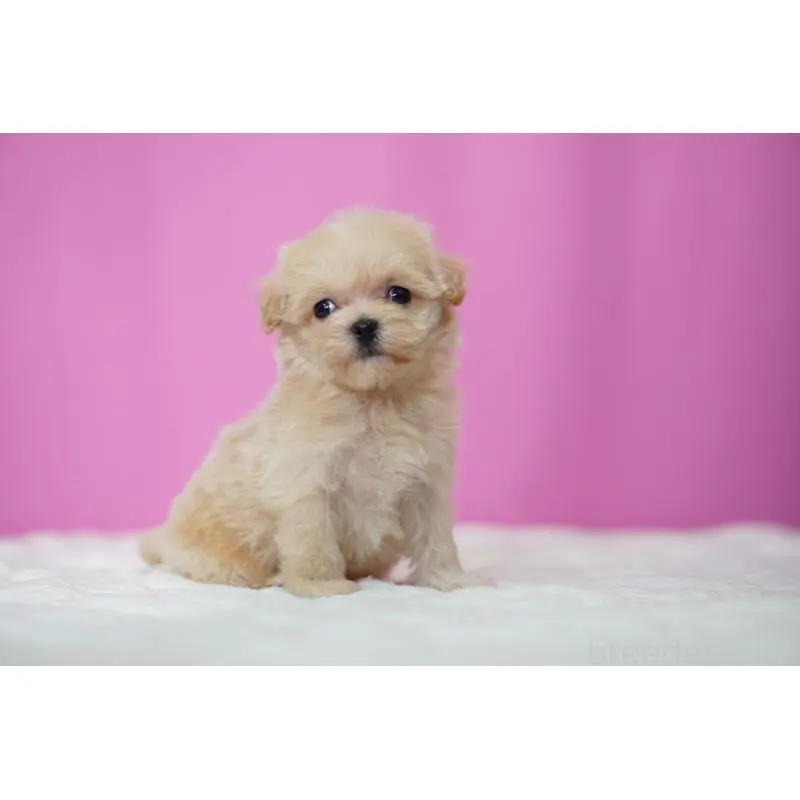 販売中の埼玉県のマルプー:マルチーズ×トイプードル-452541の4枚目