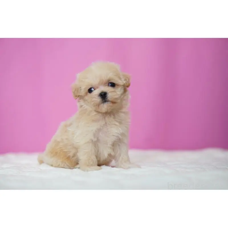 販売中の埼玉県のマルプー:マルチーズ×トイプードル-452541の3枚目