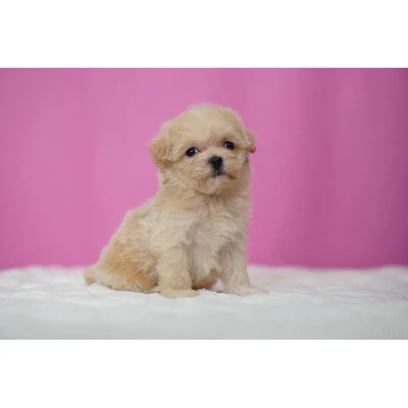 販売中の埼玉県のマルプー:マルチーズ×トイプードル-452541の2枚目