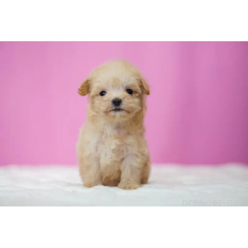 販売中の埼玉県のマルプー:マルチーズ×トイプードル-452542の5枚目