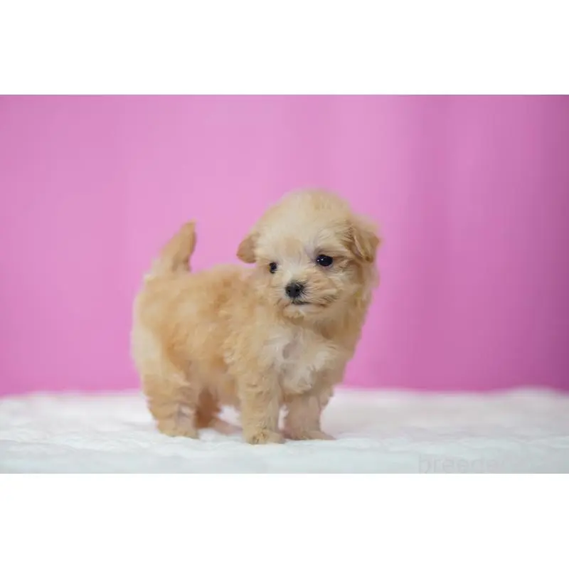 販売中の埼玉県のマルプー:マルチーズ×トイプードル-452542の4枚目