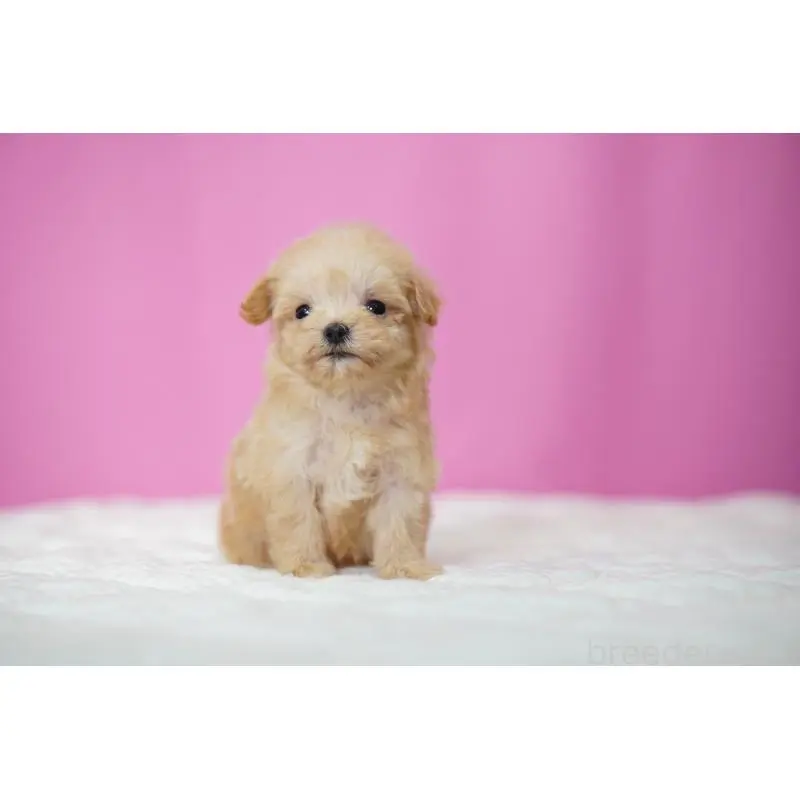 販売中の埼玉県のマルプー:マルチーズ×トイプードル-452542の3枚目