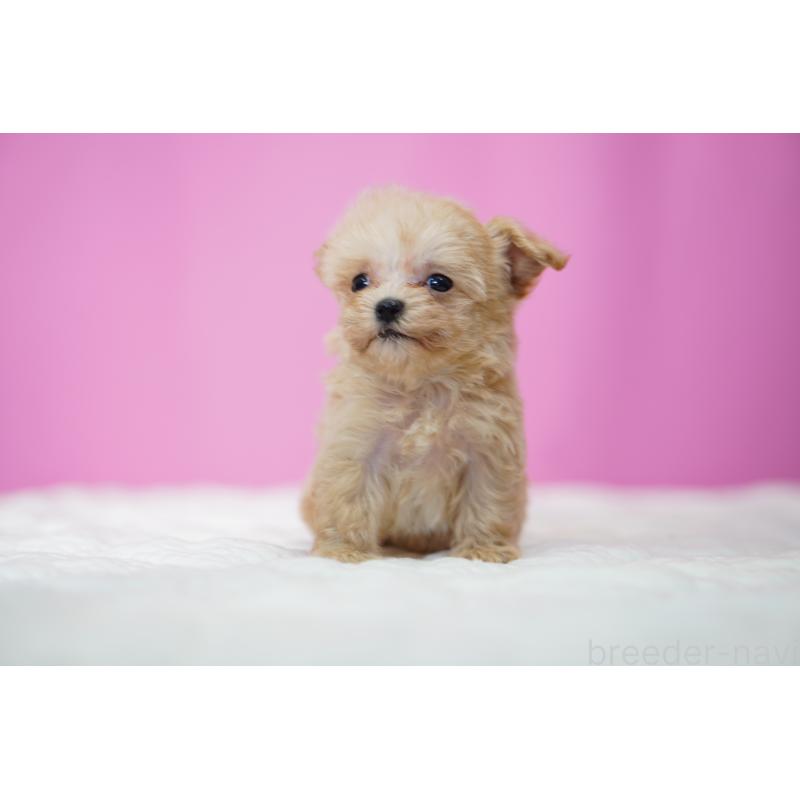 販売中の埼玉県のマルプー:マルチーズ×トイプードル-452543の4枚目