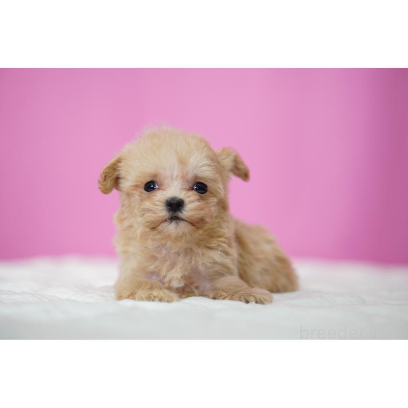 販売中の埼玉県のマルプー:マルチーズ×トイプードル-452543の2枚目