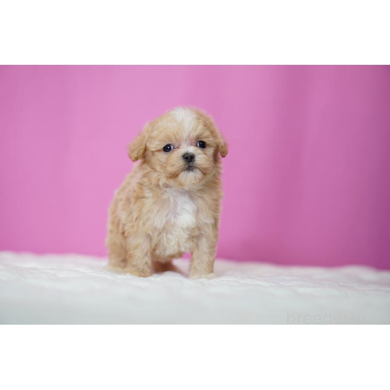 販売中の埼玉県のマルプー:マルチーズ×トイプードル-452544の5枚目