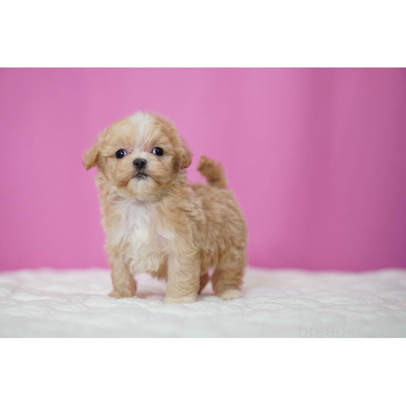 販売中の埼玉県のマルプー:マルチーズ×トイプードル-452544の3枚目