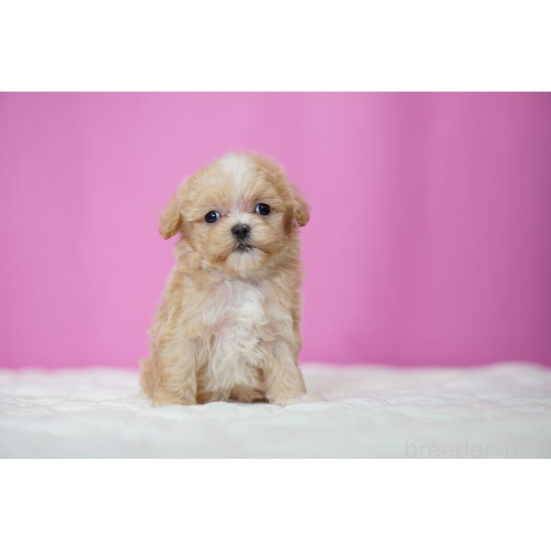 販売中の埼玉県のマルプー:マルチーズ×トイプードル-452544の2枚目