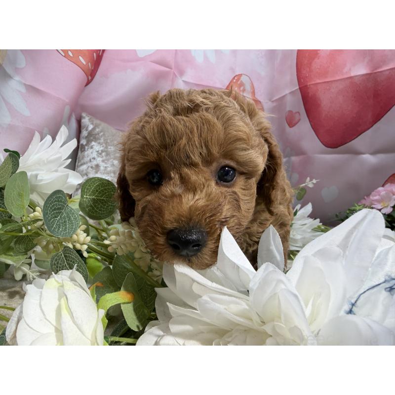 販売中の埼玉県のミニチュアプードル-452545の8枚目