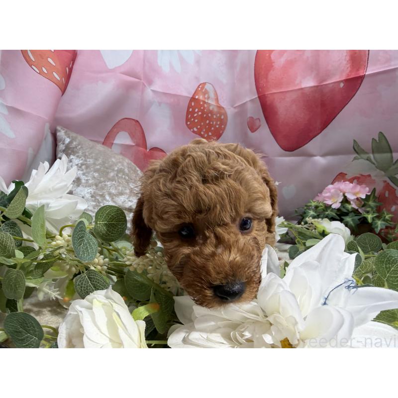 販売中の埼玉県のミニチュアプードル-452545の5枚目