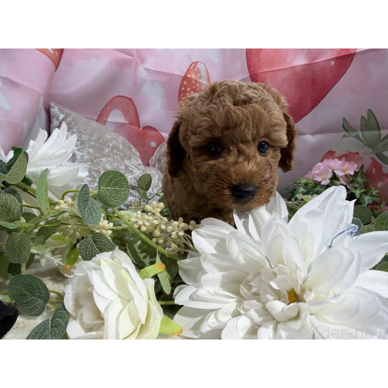 販売中の埼玉県のミニチュアプードル-452545の4枚目