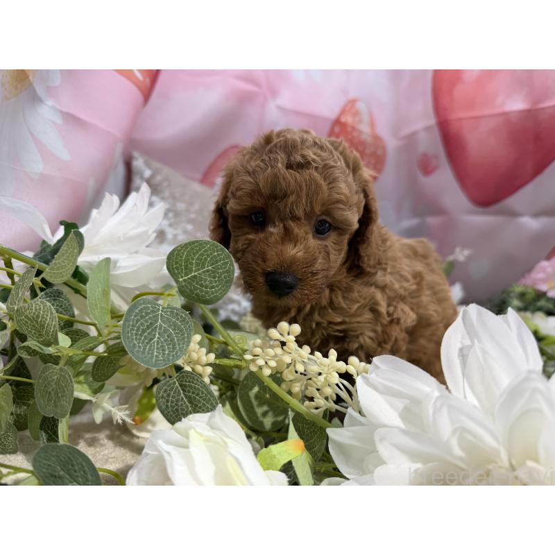 販売中の埼玉県のミニチュアプードル-452545の3枚目