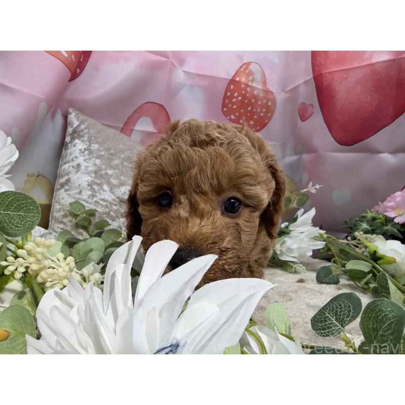 販売中の埼玉県のミニチュアプードル-452545の2枚目