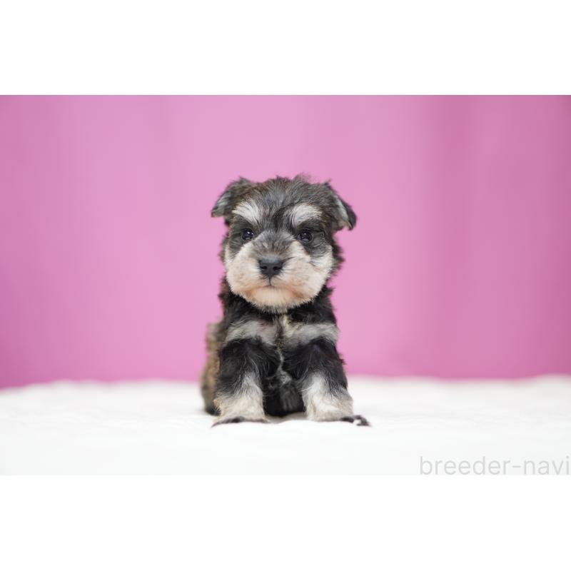 販売中の埼玉県のミニチュアシュナウザー-452546の5枚目