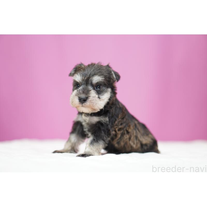 販売中の埼玉県のミニチュアシュナウザー-452546の4枚目