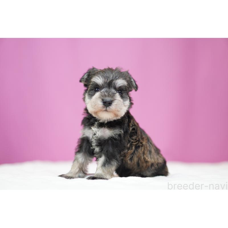 販売中の埼玉県のミニチュアシュナウザー-452546の3枚目