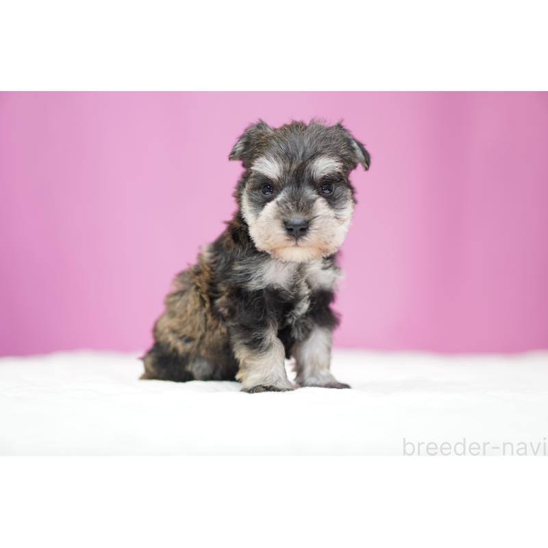 販売中の埼玉県のミニチュアシュナウザー-452546の2枚目