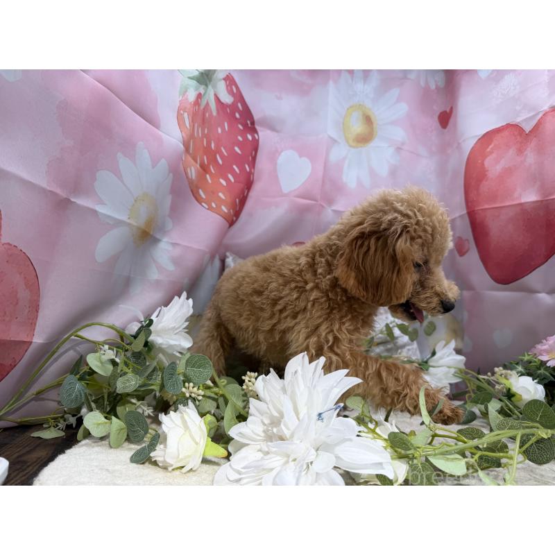 販売中の埼玉県のタイニープードル-452549の3枚目