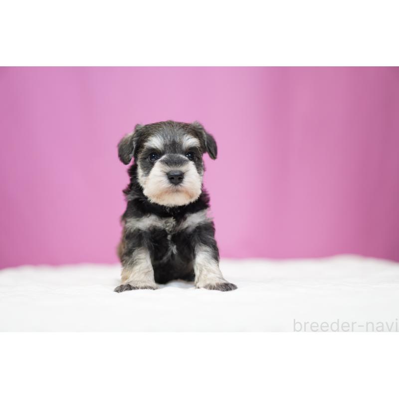 販売中の埼玉県のミニチュアシュナウザー-452547の5枚目