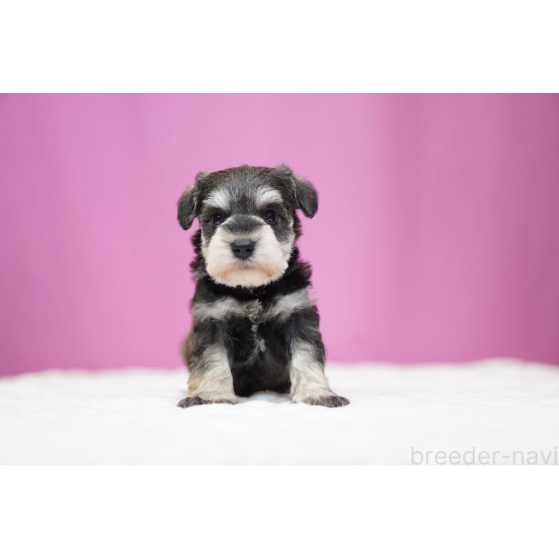 販売中の埼玉県のミニチュアシュナウザー-452547の4枚目