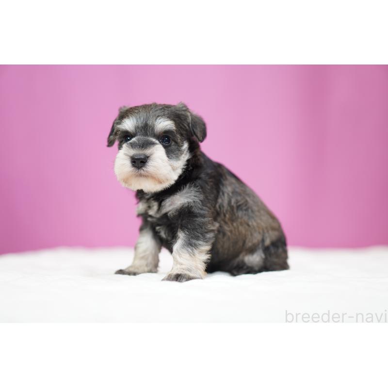 販売中の埼玉県のミニチュアシュナウザー-452547の3枚目