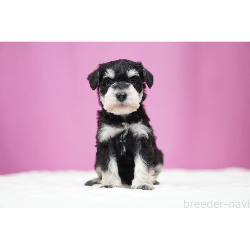 販売中の埼玉県のミニチュアシュナウザー-452548の6枚目