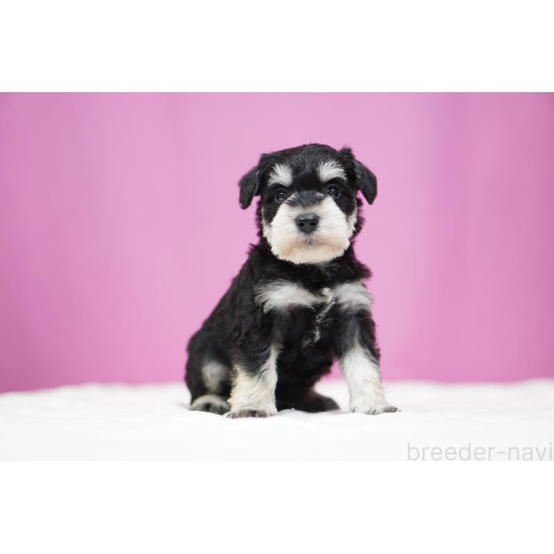 販売中の埼玉県のミニチュアシュナウザー-452548の5枚目