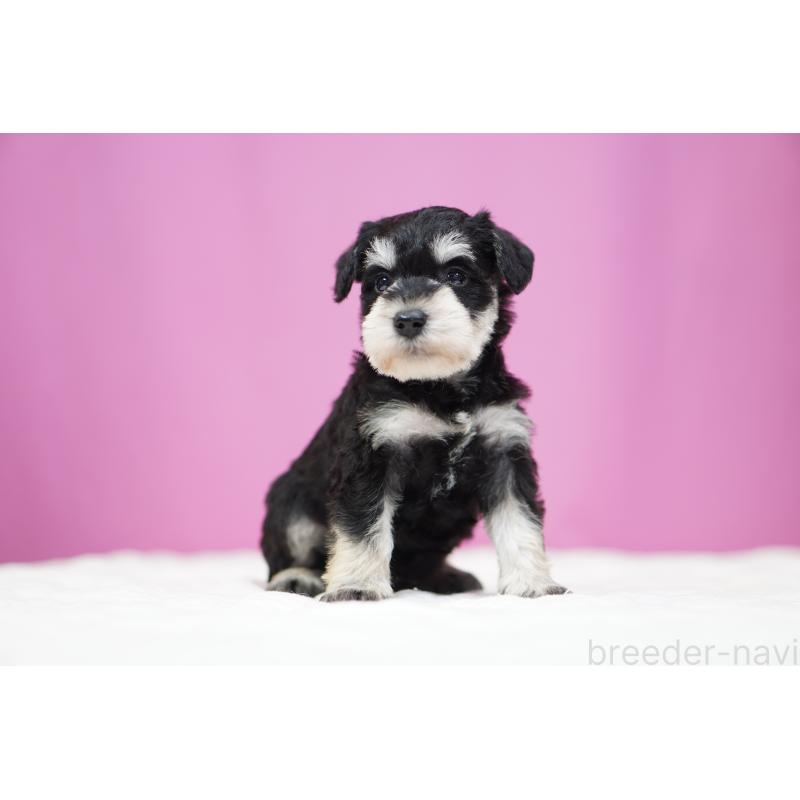 販売中の埼玉県のミニチュアシュナウザー-452548の4枚目