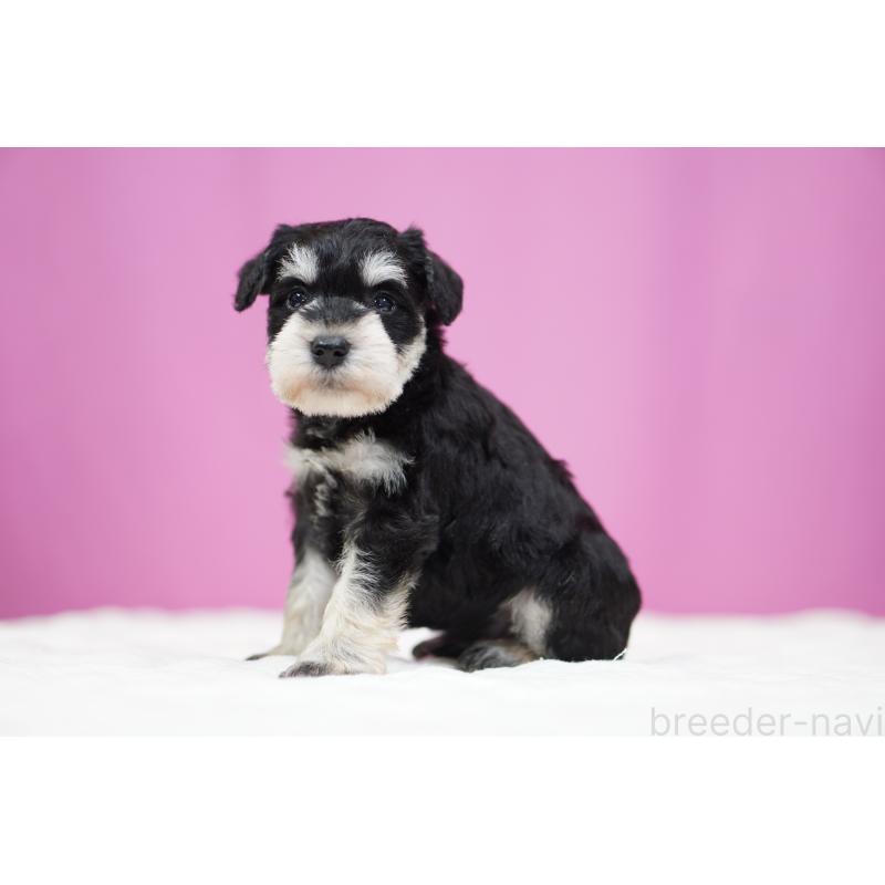 販売中の埼玉県のミニチュアシュナウザー-452548の3枚目