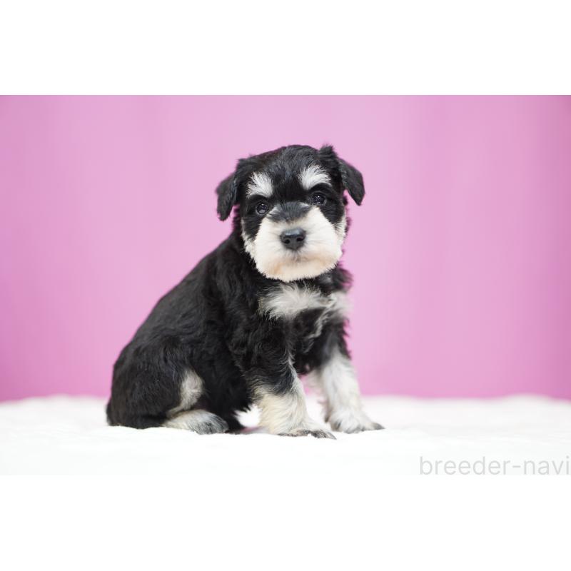 販売中の埼玉県のミニチュアシュナウザー-452548の2枚目