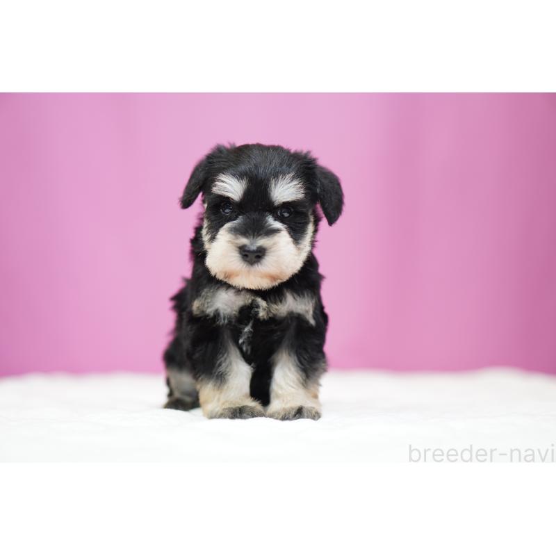 販売中の埼玉県のミニチュアシュナウザー-452550の5枚目