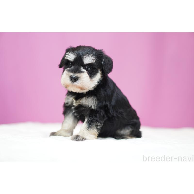 販売中の埼玉県のミニチュアシュナウザー-452550の4枚目