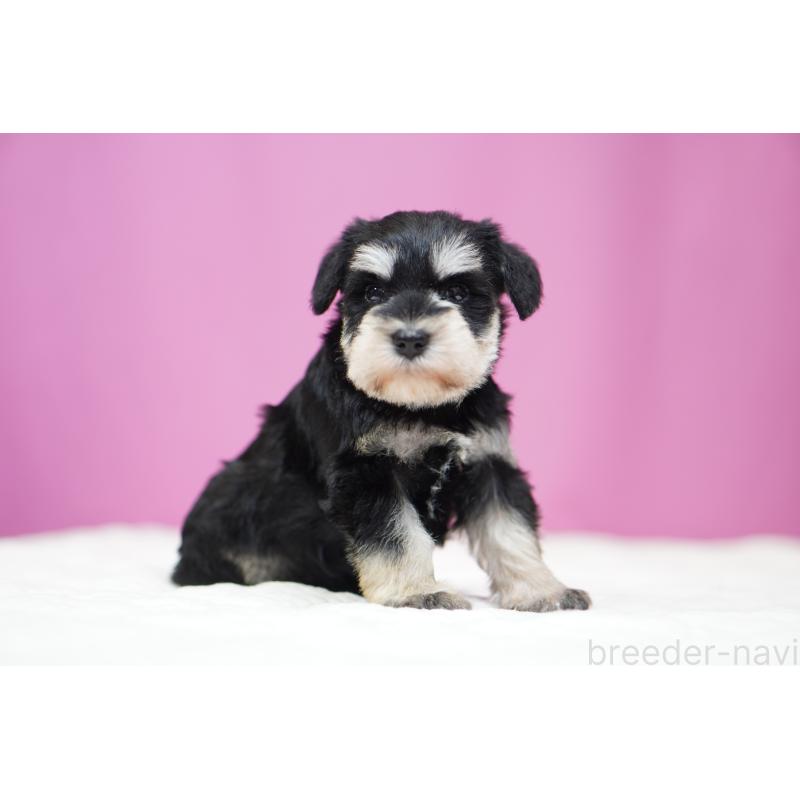 販売中の埼玉県のミニチュアシュナウザー-452550の3枚目