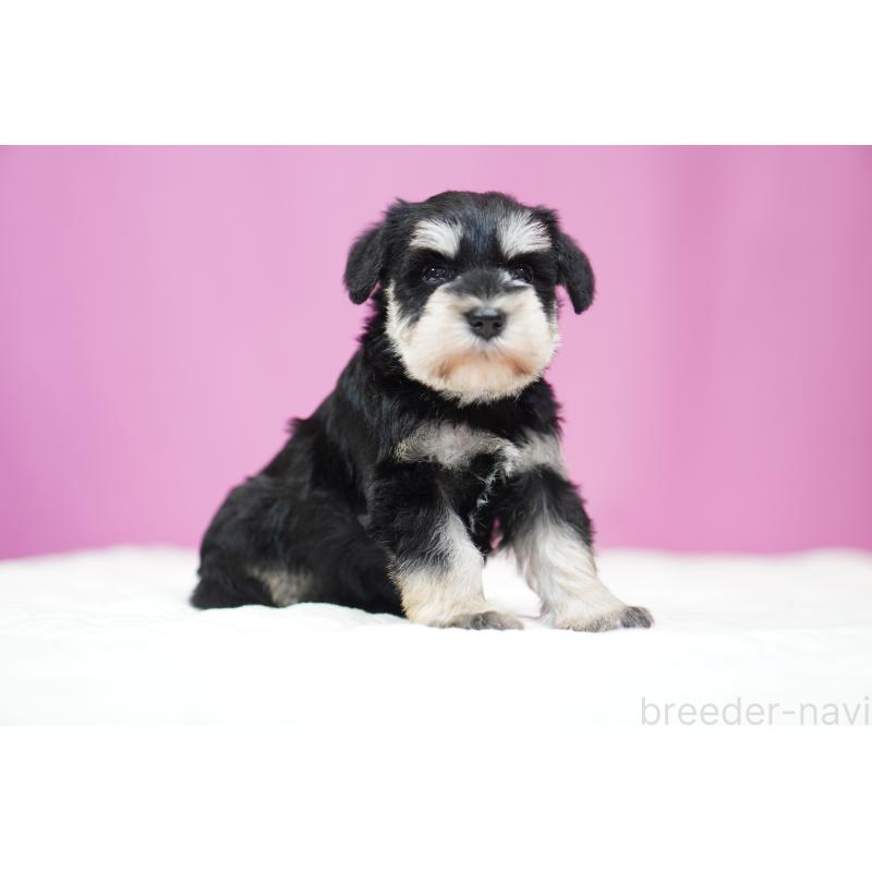 販売中の埼玉県のミニチュアシュナウザー-452550の2枚目