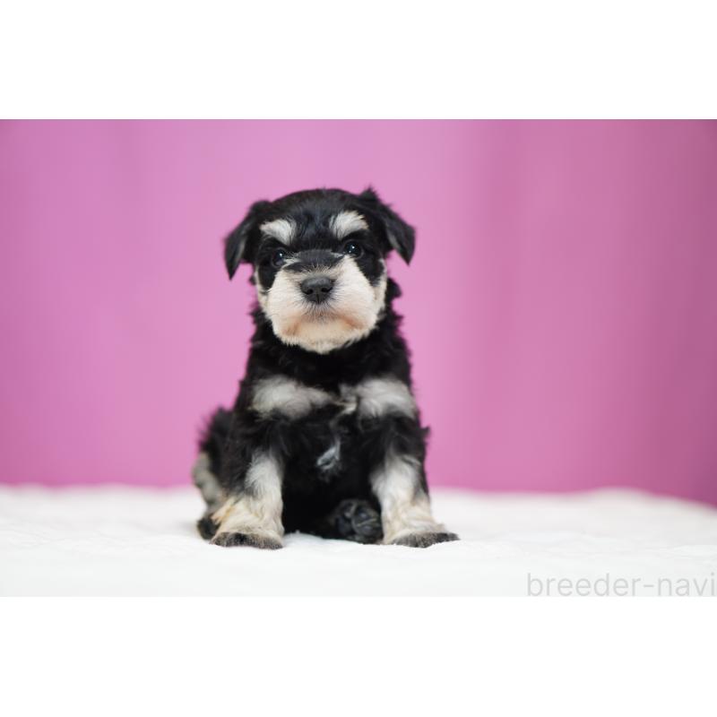 販売中の埼玉県のミニチュアシュナウザー-452551の5枚目