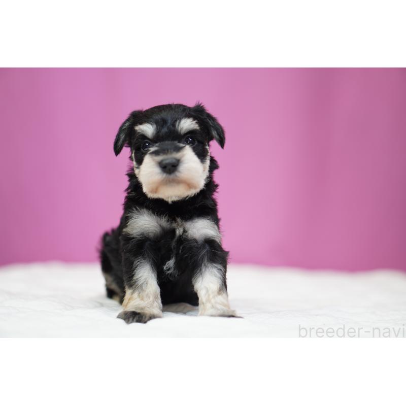 販売中の埼玉県のミニチュアシュナウザー-452551の4枚目