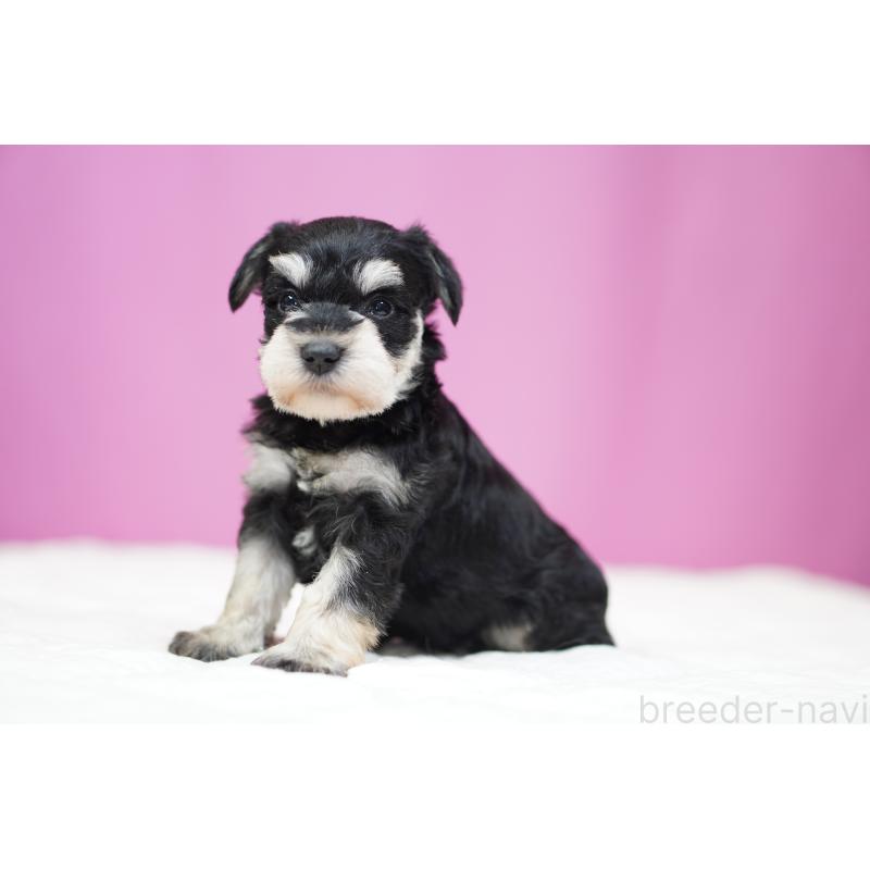 販売中の埼玉県のミニチュアシュナウザー-452551の3枚目