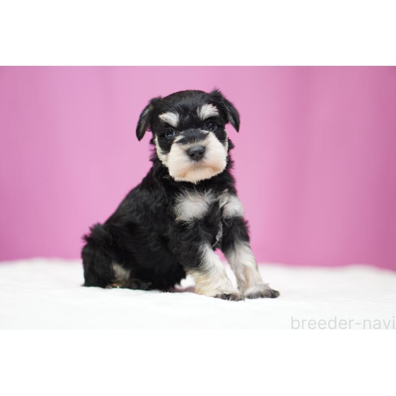 販売中の埼玉県のミニチュアシュナウザー-452551の2枚目