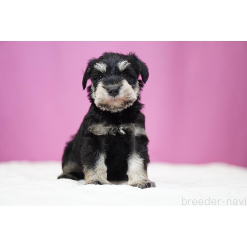 販売中の埼玉県のミニチュアシュナウザー-452552の6枚目