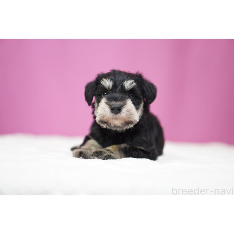 販売中の埼玉県のミニチュアシュナウザー-452552の4枚目