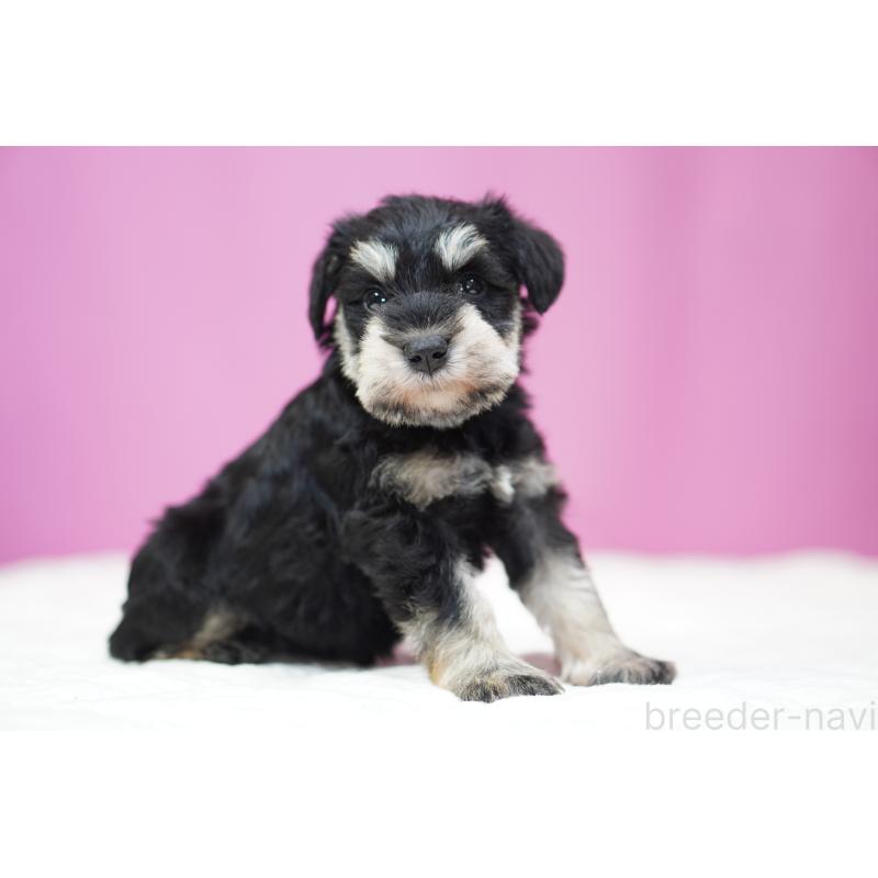 販売中の埼玉県のミニチュアシュナウザー-452552の2枚目