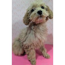 ♀︎マルプー:マルチーズ×トイプードル