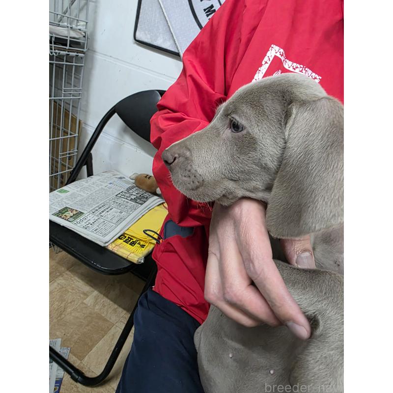 成約済の静岡県のワイマラナー-446537の2枚目