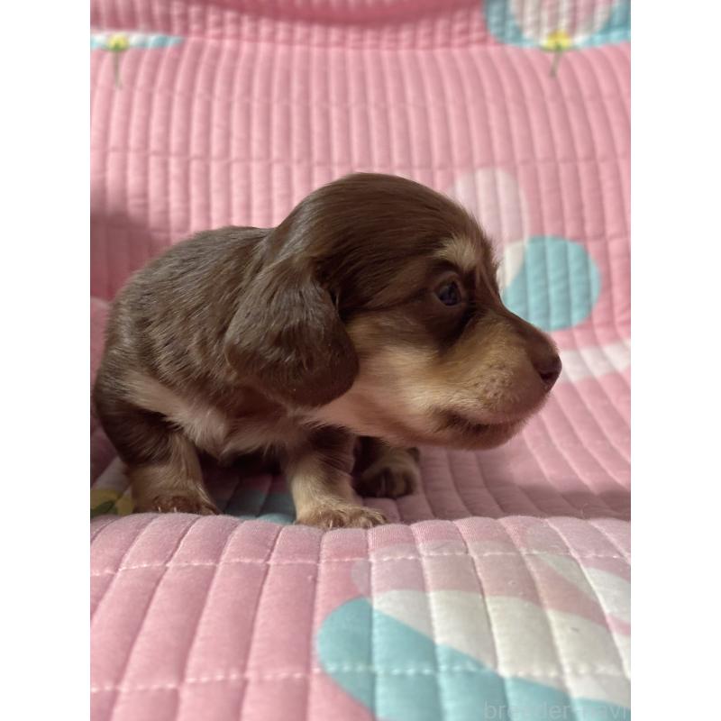 販売中の愛知県のカニンヘンダックスフンド(ロングヘアード)-452557の5枚目