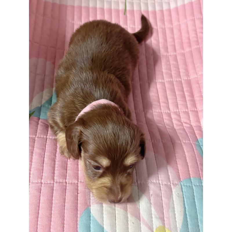 販売中の愛知県のカニンヘンダックスフンド(ロングヘアード)-452559の5枚目