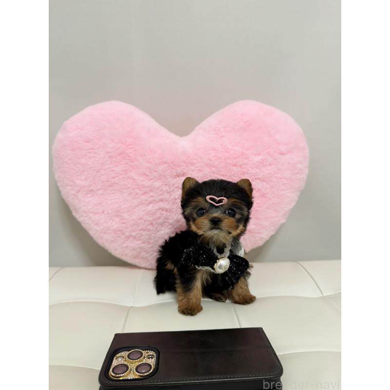 販売中の埼玉県のヨークシャーテリア-452560の4枚目