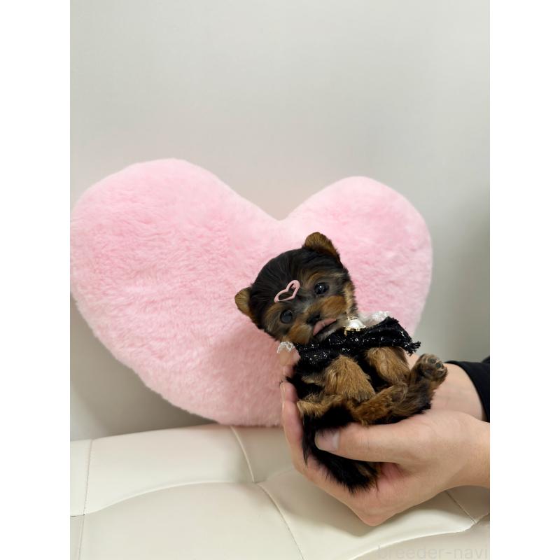 販売中の埼玉県のヨークシャーテリア-452560の3枚目